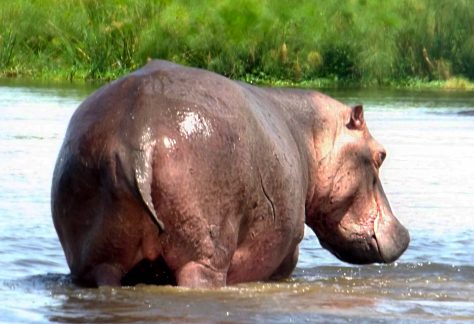 attractions-in-and-around-masindi-hippos-murchison-falls-national-park